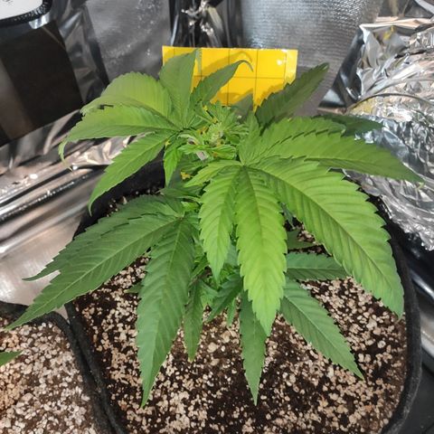 1 - Rock Baby - OG Kush growlog timeline photo