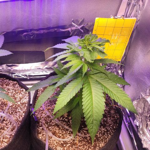 1 - Rock Baby - OG Kush growlog timeline photo