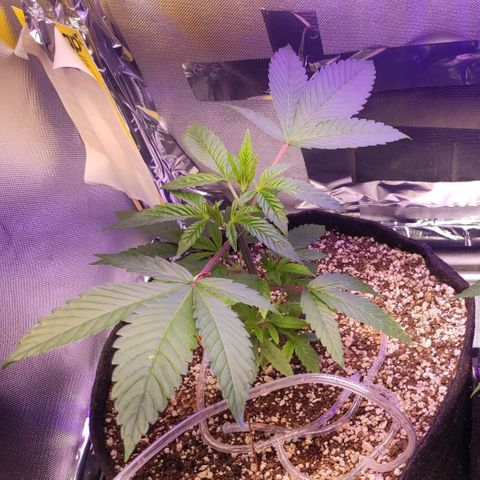 1 - Esperança - OG Kush growlog timeline photo