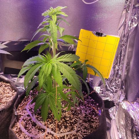1 - Rock Baby - OG Kush growlog timeline photo
