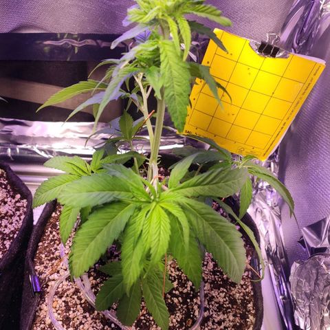 1 - Rock Baby - OG Kush growlog timeline photo
