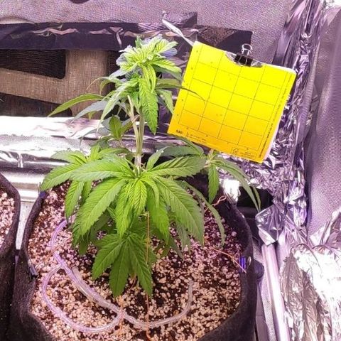 1 - Rock Baby - OG Kush growlog timeline photo