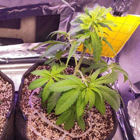 1 - Rock Baby - OG Kush growlog timeline photo