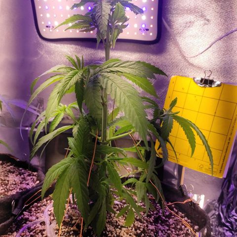 1 - Rock Baby - OG Kush growlog timeline photo