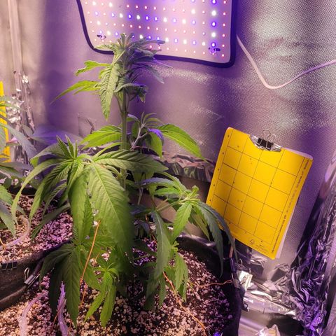 1 - Rock Baby - OG Kush growlog timeline photo