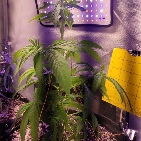 1 - Rock Baby - OG Kush growlog timeline photo