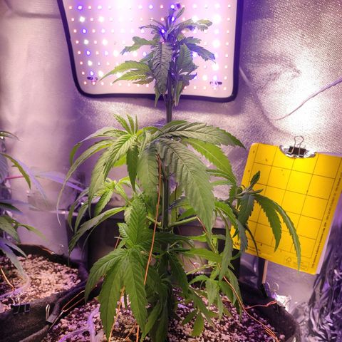 1 - Rock Baby - OG Kush growlog timeline photo