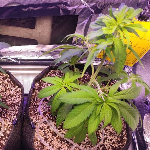 1 - Rock Baby - OG Kush growlog timeline photo