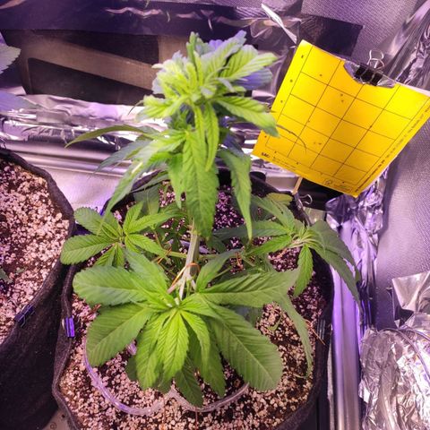 1 - Rock Baby - OG Kush growlog timeline photo
