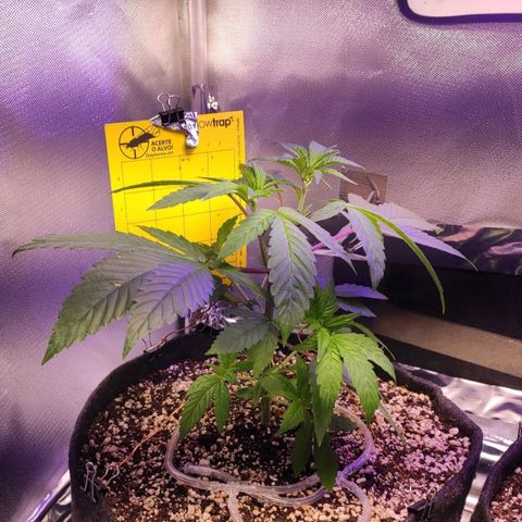 1 - Esperança - OG Kush growlog timeline photo