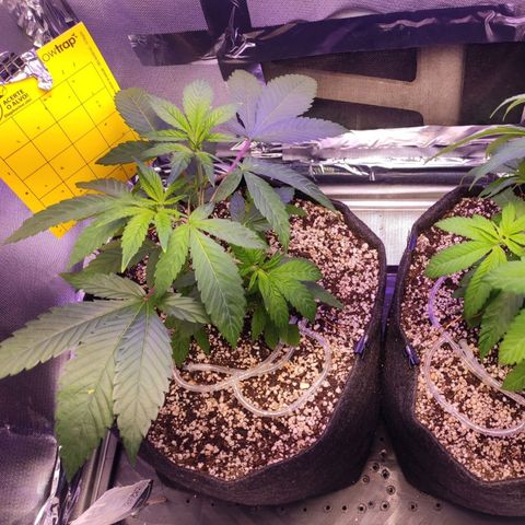 1 - Esperança - OG Kush growlog timeline photo