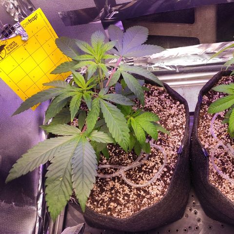1 - Esperança - OG Kush growlog timeline photo