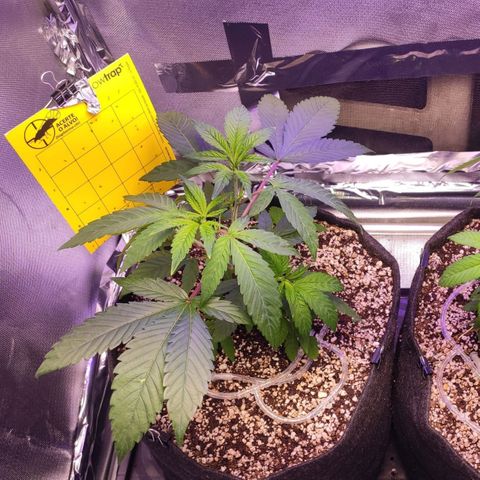 1 - Esperança - OG Kush growlog timeline photo