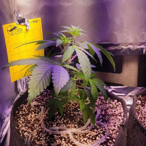 1 - Esperança - OG Kush growlog timeline photo