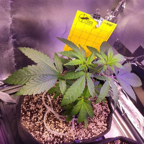 1 - Esperança - OG Kush growlog timeline photo