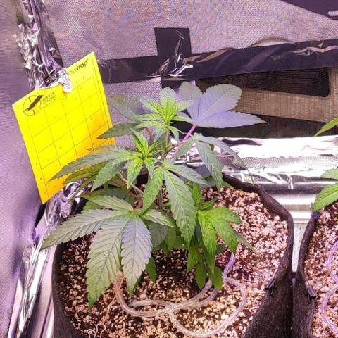 1 - Esperança - OG Kush growlog timeline photo