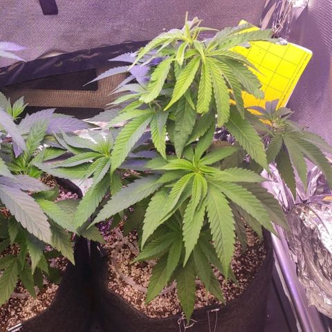1 - Rock Baby - OG Kush growlog timeline photo