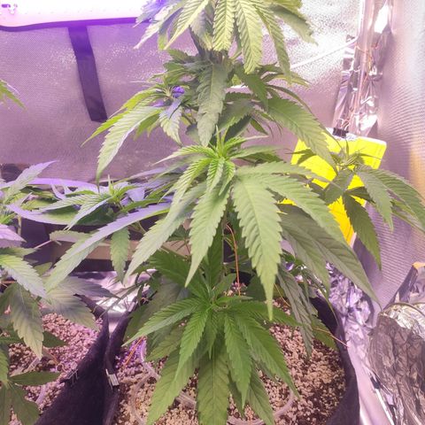 1 - Rock Baby - OG Kush growlog timeline photo