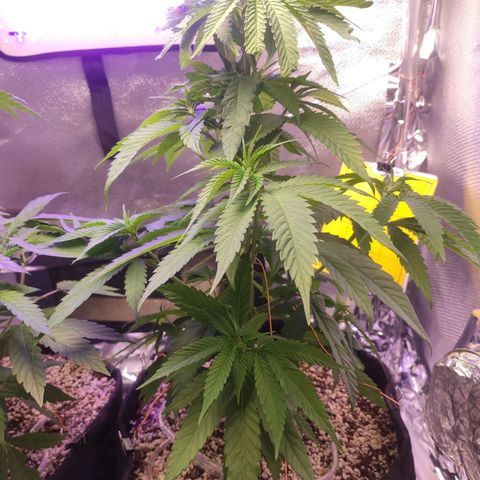 1 - Rock Baby - OG Kush growlog timeline photo
