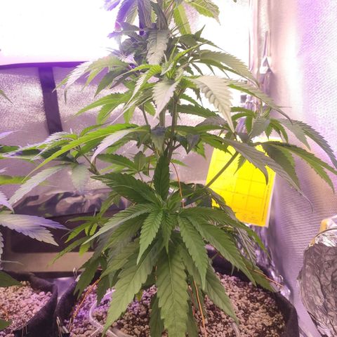 1 - Rock Baby - OG Kush growlog timeline photo