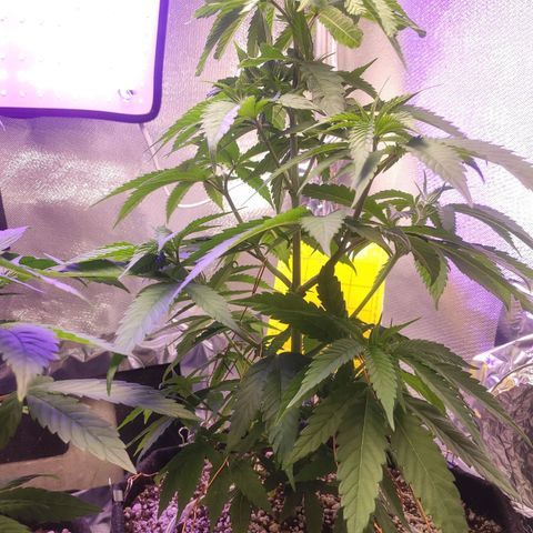 1 - Rock Baby - OG Kush growlog timeline photo
