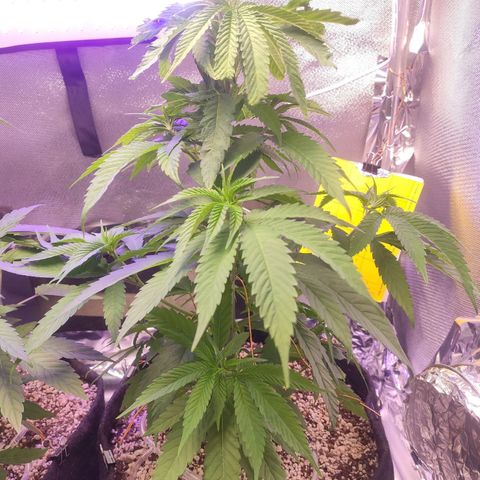 1 - Rock Baby - OG Kush growlog timeline photo