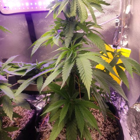 1 - Rock Baby - OG Kush growlog timeline photo