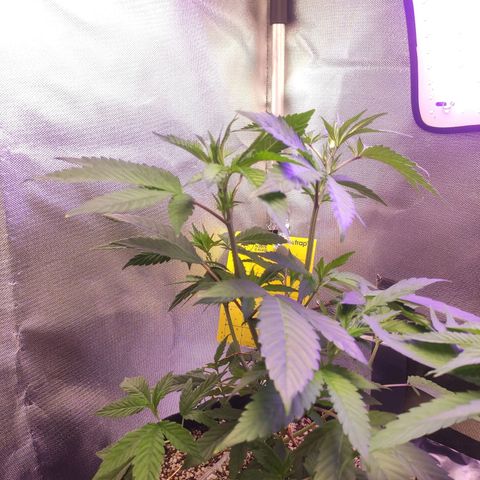 1 - Esperança - OG Kush growlog timeline photo