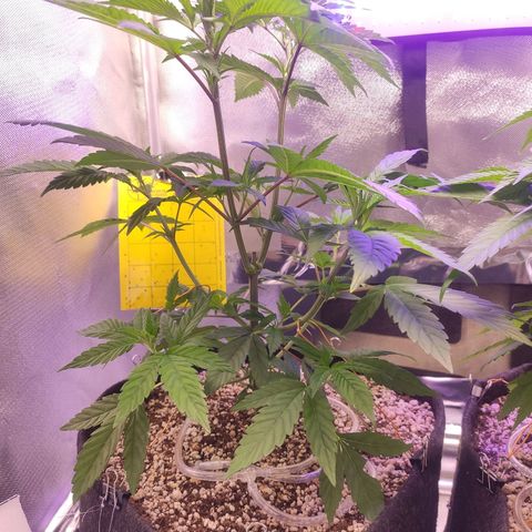 1 - Esperança - OG Kush growlog timeline photo