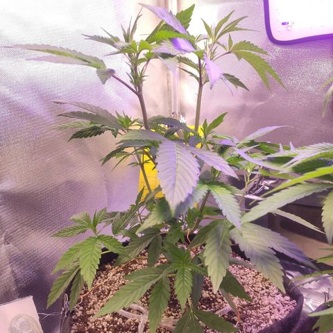 1 - Esperança - OG Kush growlog timeline photo