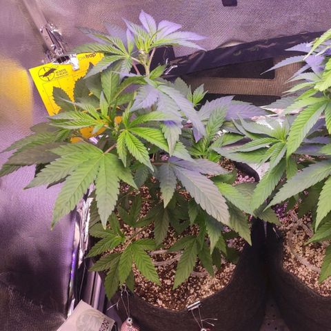 1 - Esperança - OG Kush growlog timeline photo