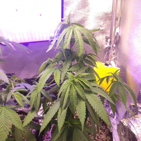 1 - Rock Baby - OG Kush growlog timeline photo