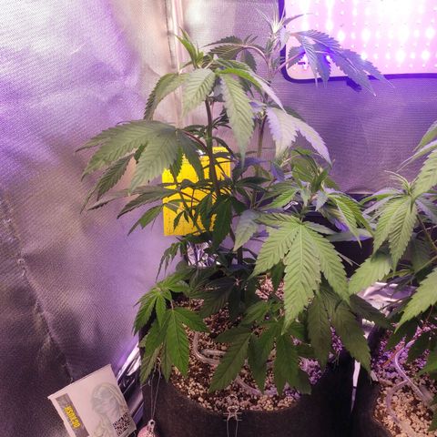 1 - Esperança - OG Kush growlog timeline photo
