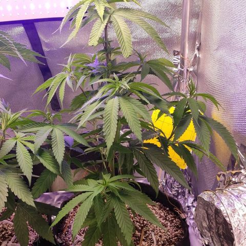 1 - Rock Baby - OG Kush growlog timeline photo