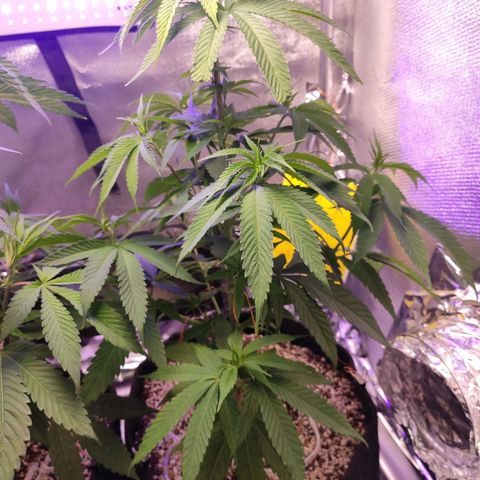 1 - Rock Baby - OG Kush growlog timeline photo