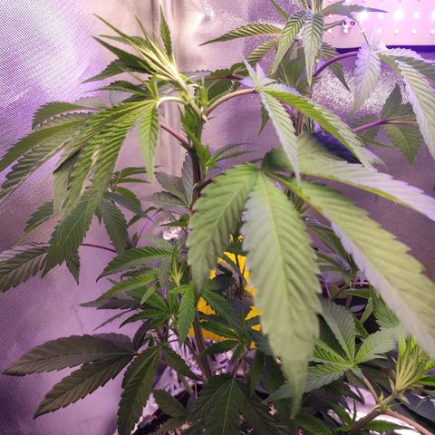 1 - Esperança - OG Kush growlog timeline photo
