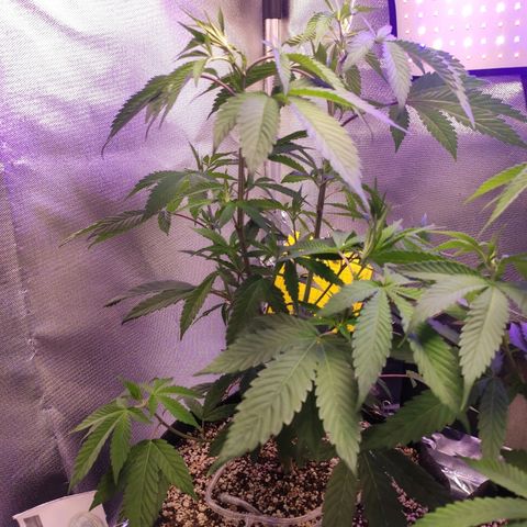 1 - Esperança - OG Kush growlog timeline photo