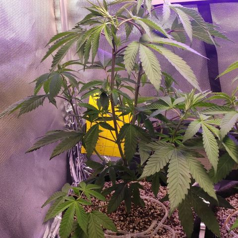 1 - Esperança - OG Kush growlog timeline photo