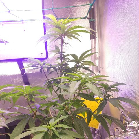 1 - Rock Baby - OG Kush growlog timeline photo