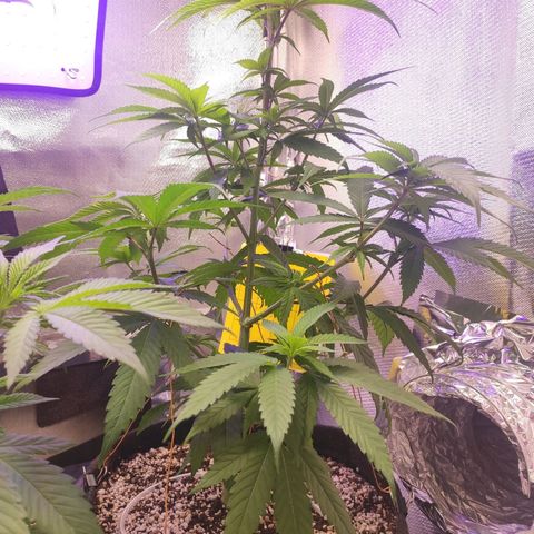 1 - Rock Baby - OG Kush growlog timeline photo