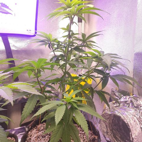1 - Rock Baby - OG Kush growlog timeline photo