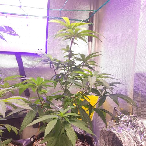 1 - Rock Baby - OG Kush growlog timeline photo