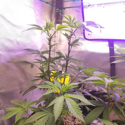 1 - Esperança - OG Kush growlog timeline photo