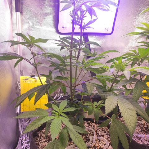 1 - Esperança - OG Kush growlog timeline photo