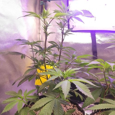 1 - Esperança - OG Kush growlog timeline photo
