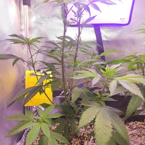 1 - Esperança - OG Kush growlog timeline photo