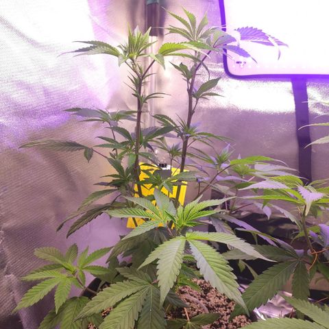 1 - Esperança - OG Kush growlog timeline photo