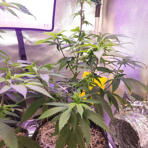1 - Rock Baby - OG Kush growlog timeline photo
