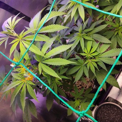 1 - Rock Baby - OG Kush growlog timeline photo