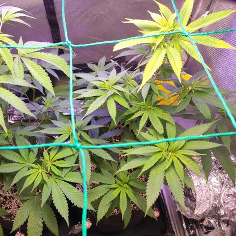 1 - Rock Baby - OG Kush growlog timeline photo